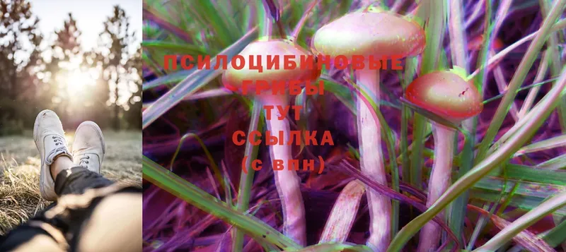 цены наркотик  Новоуральск  Псилоцибиновые грибы Cubensis 